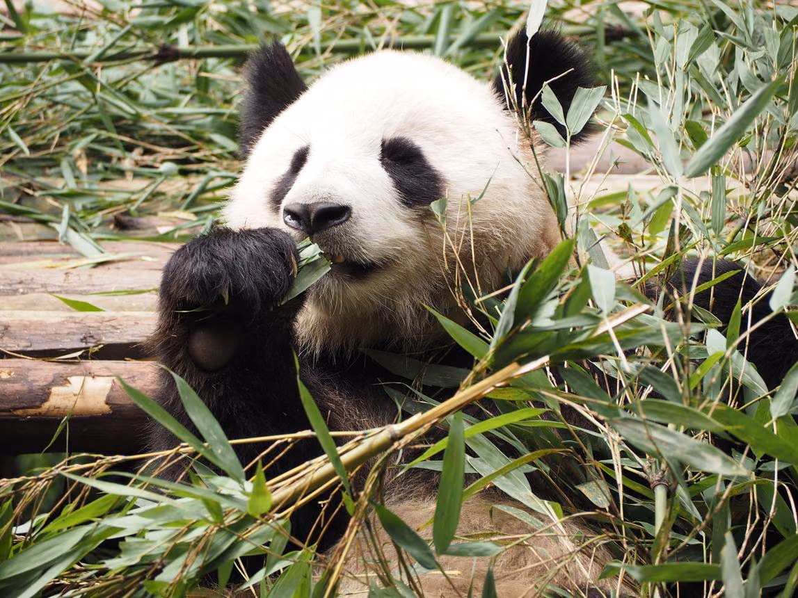 Modern China & Nature – Shanghai, Chengdu & Chongqing, 12 Days